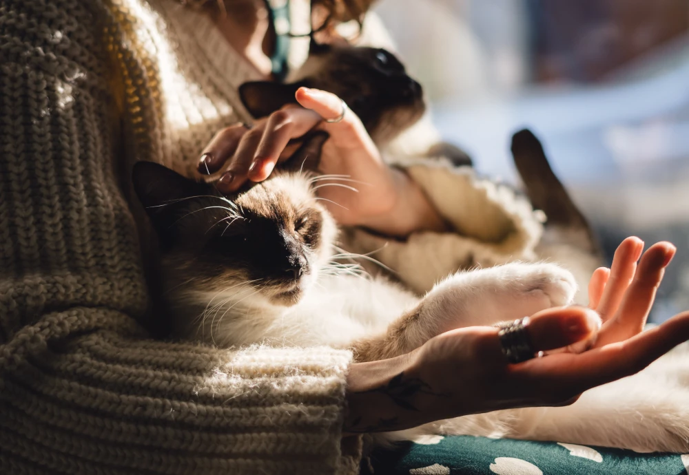 wireless outdoor pet camera