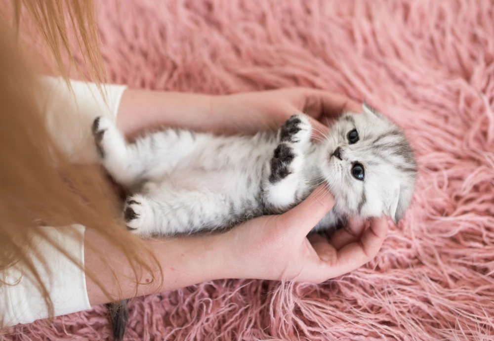 cameras to watch your pets