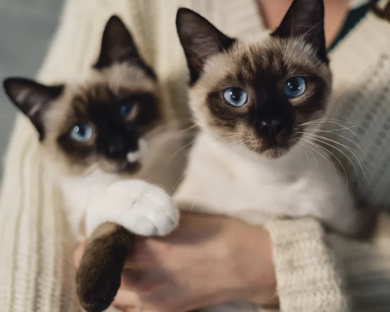 best automatic pet feeder for cats